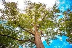 Reliable Dyer, TN Tree Removal Services Solutions