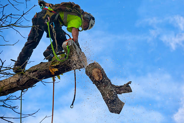 Best Fruit Tree Pruning  in Dyer, TN